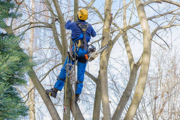 Mebane, NC Tree Services Company